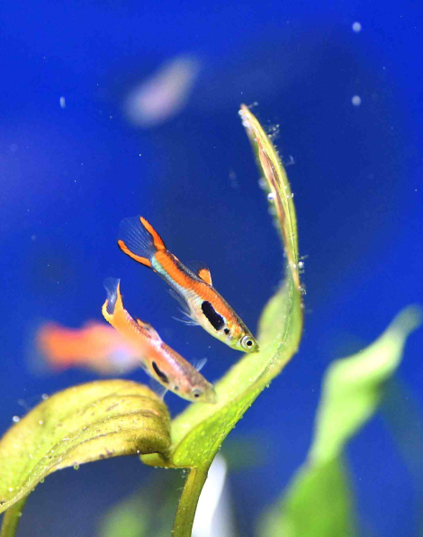 Endler Guppy Chili Scarlet (Poecilia wingei) - male