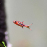 Rasboras and Barbs