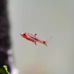 Rasboras and Barbs