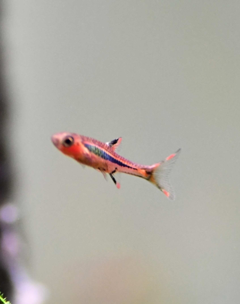 Chili Rasbora (Boraras brigittae)