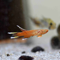Chocolate Australe Killifish (Aphyosemion australe)