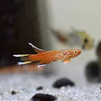 Chocolate Australe Killifish (Aphyosemion australe)