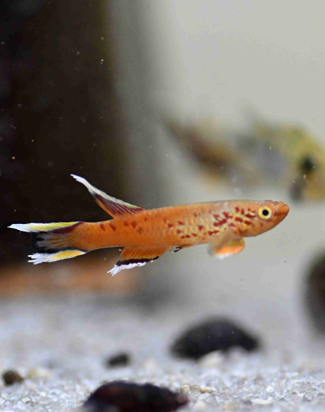 Chocolate Australe Killifish (Aphyosemion australe)