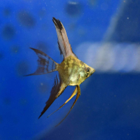 Chocolate Angelfish Longfin - Medium