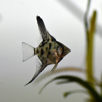 Clown Angelfish - Small