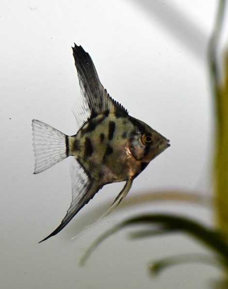 Clown Angelfish - Small