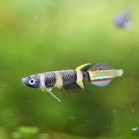 Clown Killifish (Epiplatys annulatus) - small