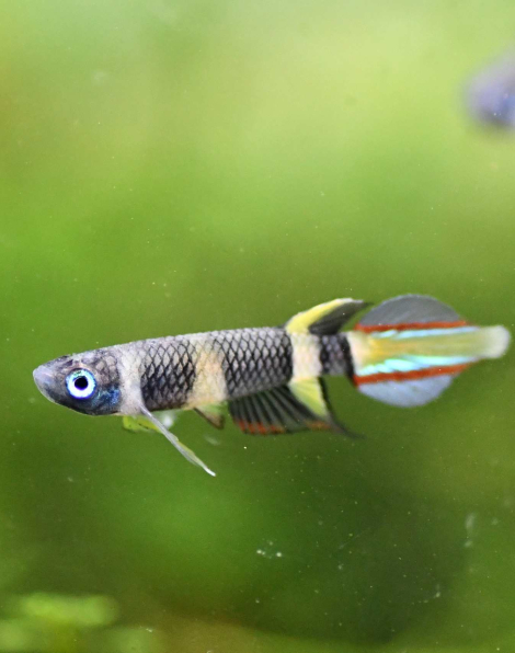 Clown Killifish (Epiplatys annulatus) - small