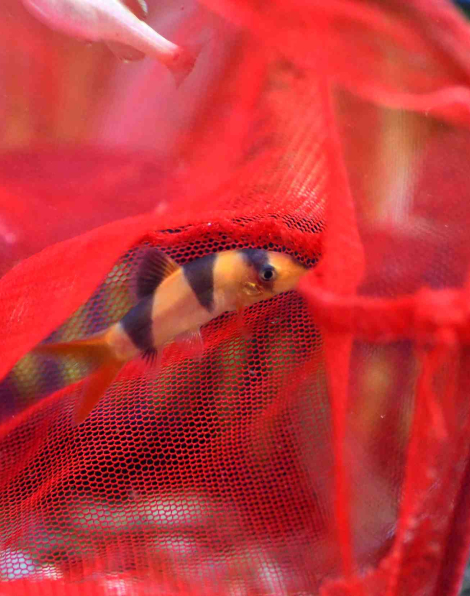 Clown Loach