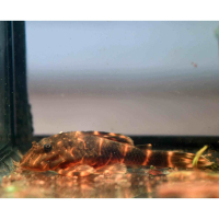 Clown Pleco (L103)