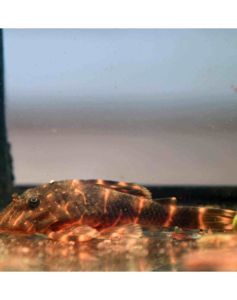 Clown Pleco (L103)