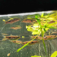Clown Rasbora (Rasbora kalochroma)
