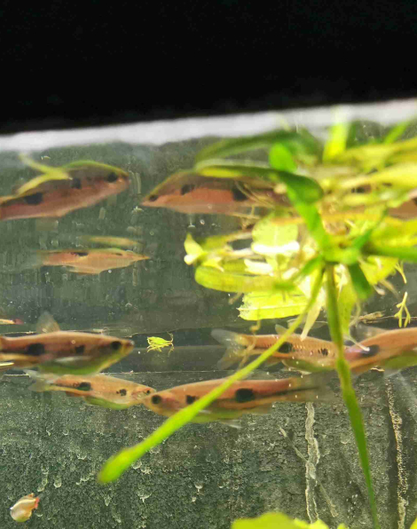 Clown Rasbora (Rasbora kalochroma)
