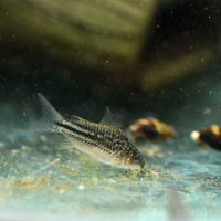 Corydoras elegans