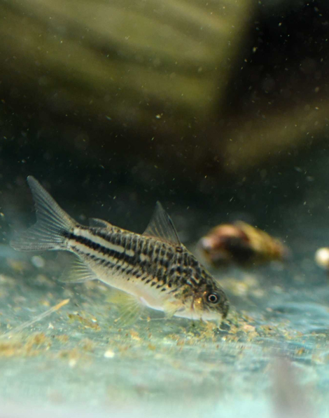 Corydoras elegans