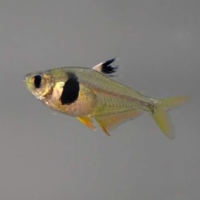 Coffee Bean Tetra (Hyphessobrycon takasei)