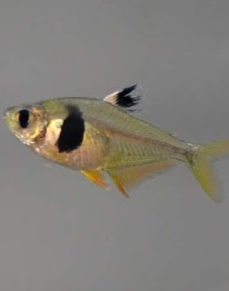 Coffee Bean Tetra (Hyphessobrycon takasei)