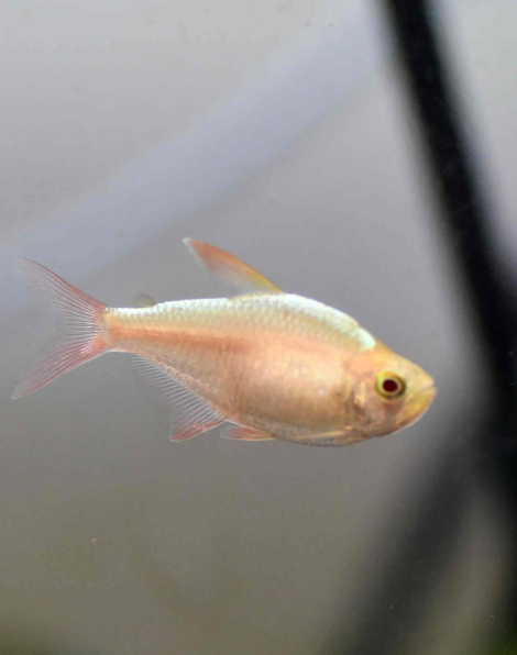 Gold Columbian Tetra (Moenkhausia columbiana)