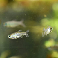 Congo Tetra (Phenacogrammus interruptus)