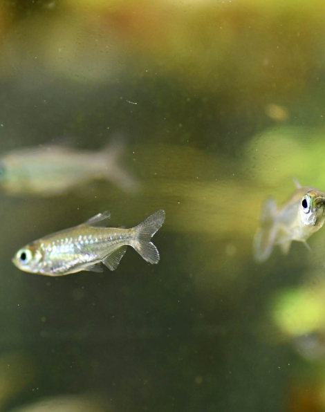 Congo Tetra (Phenacogrammus interruptus)