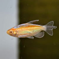Albino Congo Tetra (Phenacogrammus interruptus)