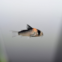 Corydoras duplicareus