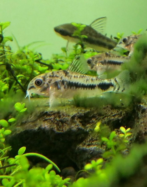 Corydoras habrosus