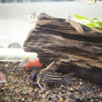 Corydoras sp.