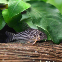 Corydoras sterbai