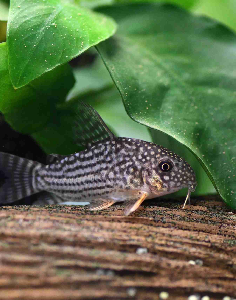 Corydoras sterbai