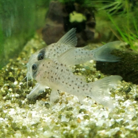Corydoras melanistius