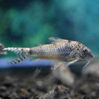 Corydoras aurofrenatus
