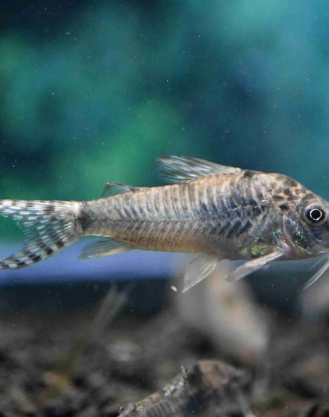 Corydoras aurofrenatus