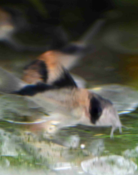 Corydoras davidsandsi
