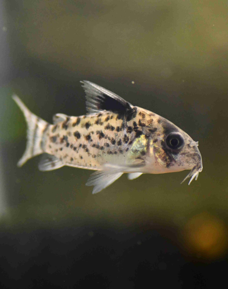 Corydoras leucomelas