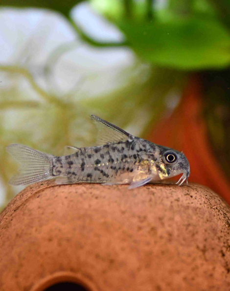 Corydoras loretoensis