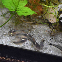 Schultze's Cory (Corydoras schultzei)