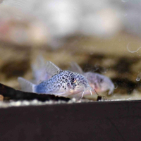 Corydoras similis