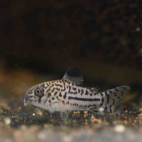 Corydoras trilineatus