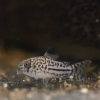 Corydoras trilineatus