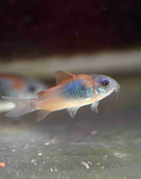 Corydoras venezuelanus orange