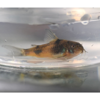 Ehrhardt's cory (Corydoras ehrhardti)