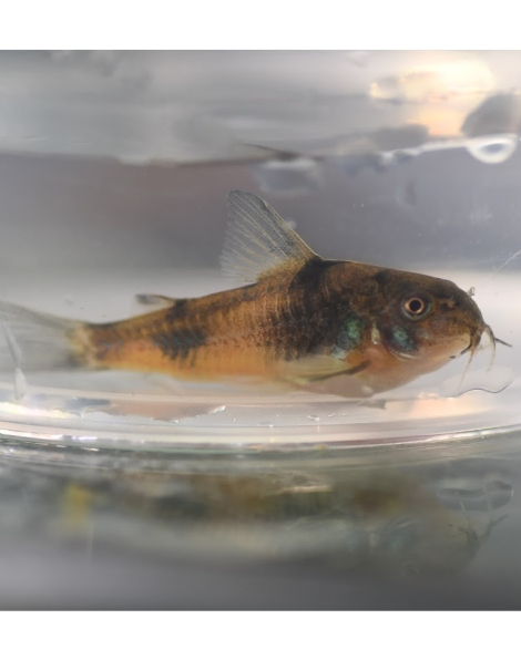 Ehrhardt's cory (Corydoras ehrhardti)
