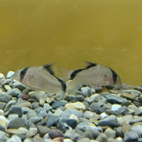 Corydoras metae