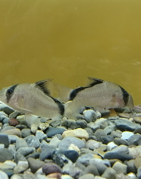 Corydoras metae