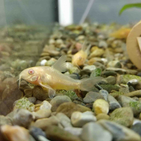 Corydoras paleatus albino