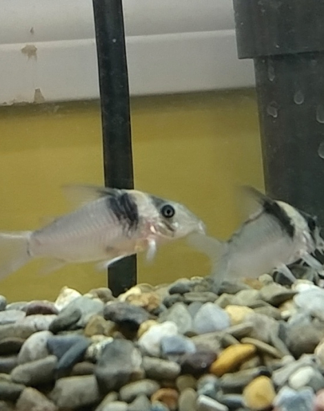 Corydoras virginae
