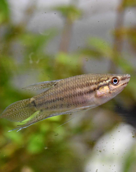 Croaking Gourami (Trichopsis vittatus)