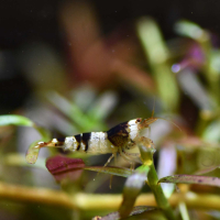 Crystal Black Shrimp A/S Grade