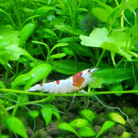 Crystal Red Shrimp (CRS)